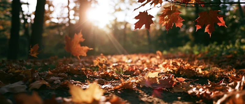 Autumn maple leaves scattered on forest floor with sunlight filtering through trees