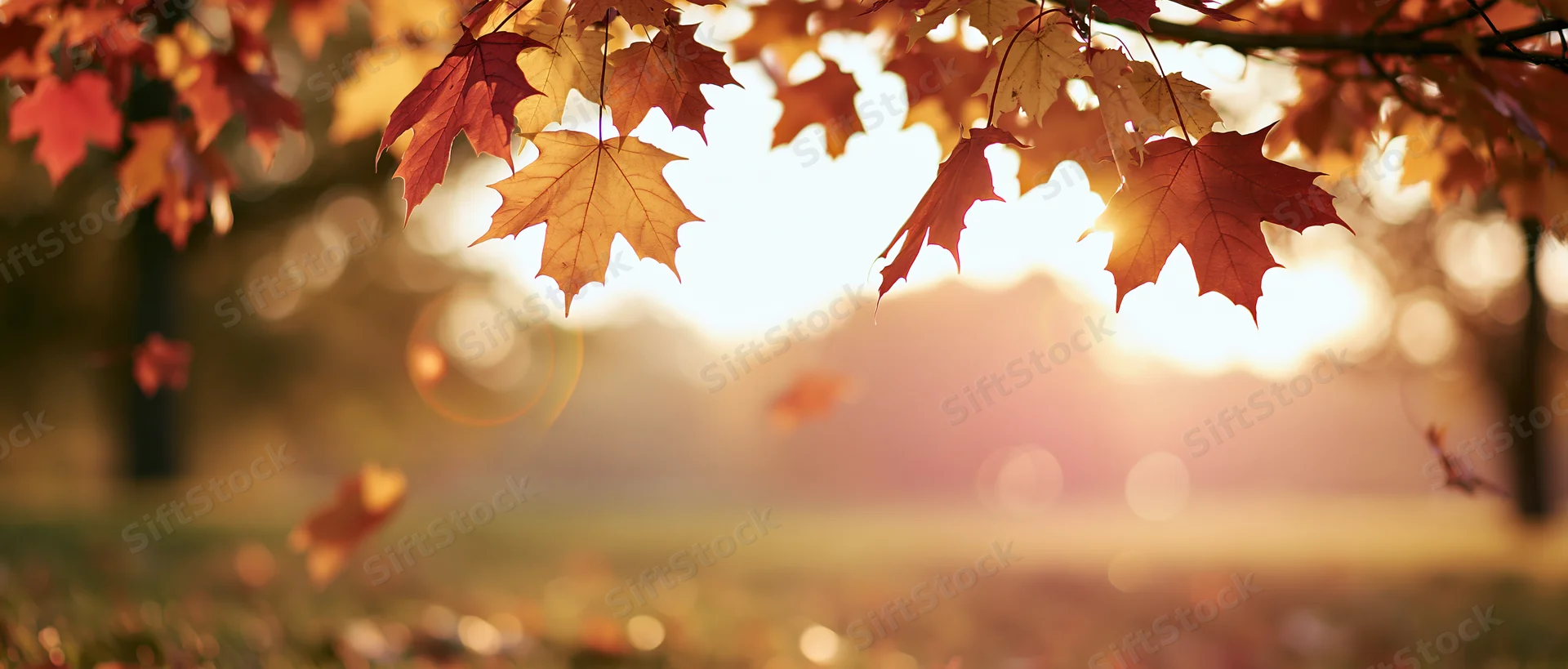 Autumn maple leaves hanging and falling in a sunlit park setting