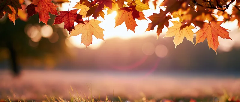 Maple leaves in autumn colors hanging over a sunlit field at sunset