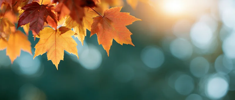 Autumn maple leaves in warm sunlight against a blurred green background