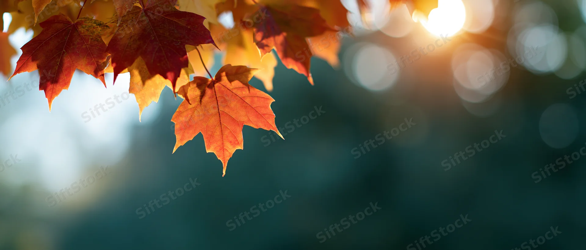 Maple leaves in autumn colors hanging from a branch with sunlight and bokeh background