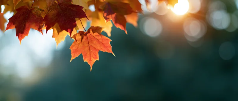 Maple leaves in autumn colors hanging from a branch with sunlight and bokeh background