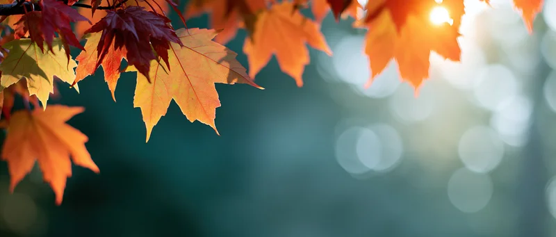 Maple leaves in autumn colors hanging from a branch with sunlight shining through, set against a blurred forest background