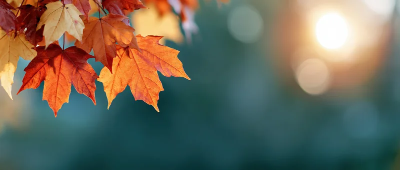 Maple leaves in autumn colors hanging from a branch with sunlight and bokeh background