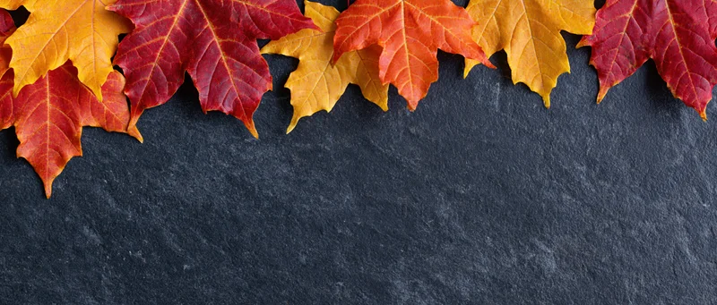 Autumn maple leaves arranged along the top edge of a dark slate surface