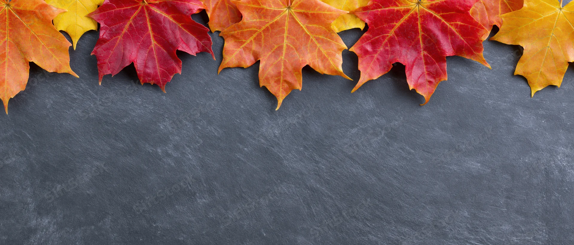 Autumn maple leaves arranged along the top edge of a dark slate surface