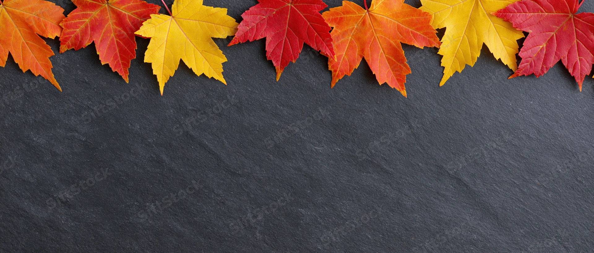 Autumn maple leaves arranged in a border along the top of a dark slate surface