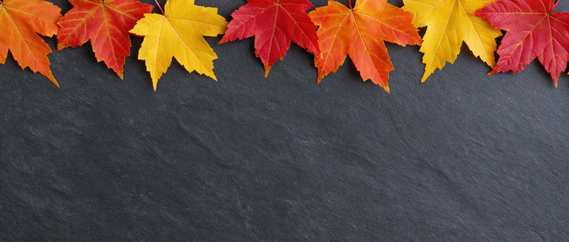 Autumn maple leaves arranged in a border along the top of a dark slate surface