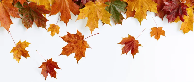 Autumn maple leaves arranged in a border along the top of a white surface with scattered leaves below, creating a flat lay composition with copyspace
