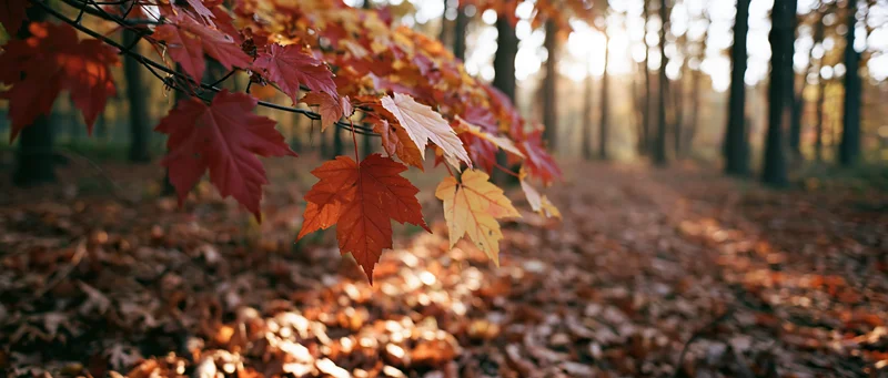 Autumn maple leaves hanging over a forest floor covered in fallen foliage with sunlight filtering through trees