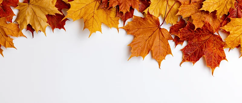 Maple leaves arranged along the top and right edges on a white background