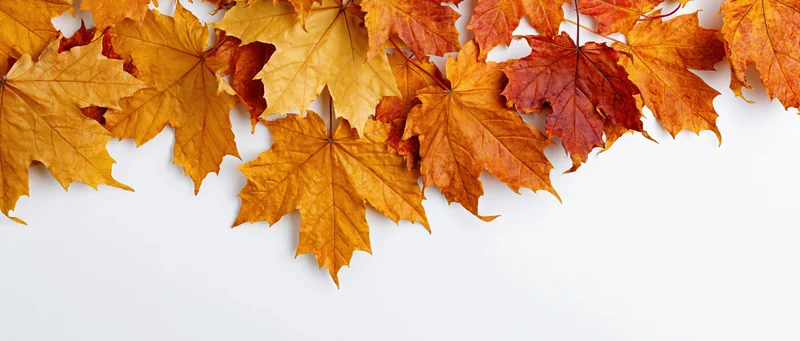 Autumn maple leaves arranged along the top and right edges on a white background