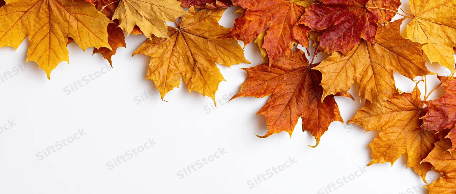 Autumn maple leaves arranged along the top and right edges on white background