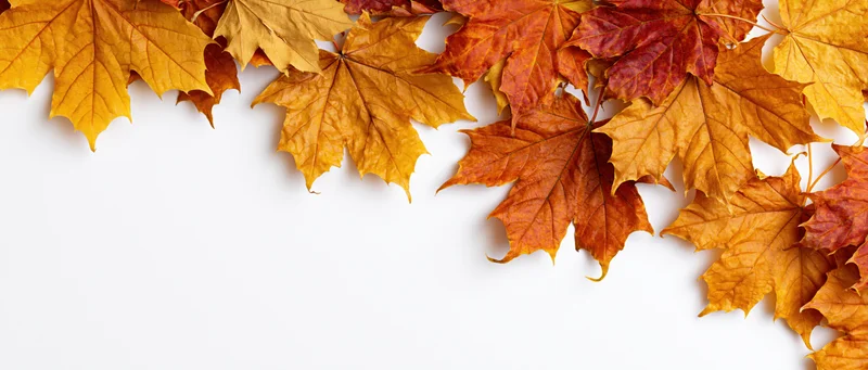 Autumn maple leaves arranged along the top and right edges on white background