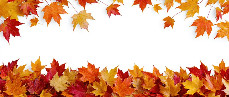 Autumn maple leaves arranged in horizontal border along top and bottom edges with copyspace in center