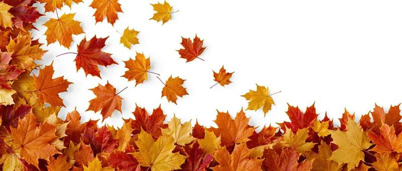 Maple leaves scattered and falling arranged as a wide border with copyspace