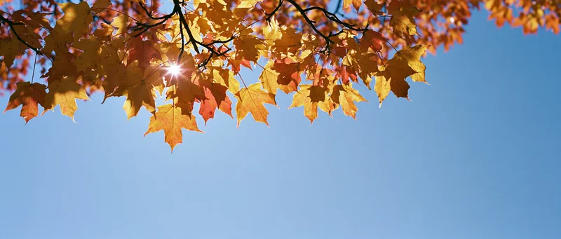 Maple tree branch with autumn leaves against blue sky, sun shining through foliage