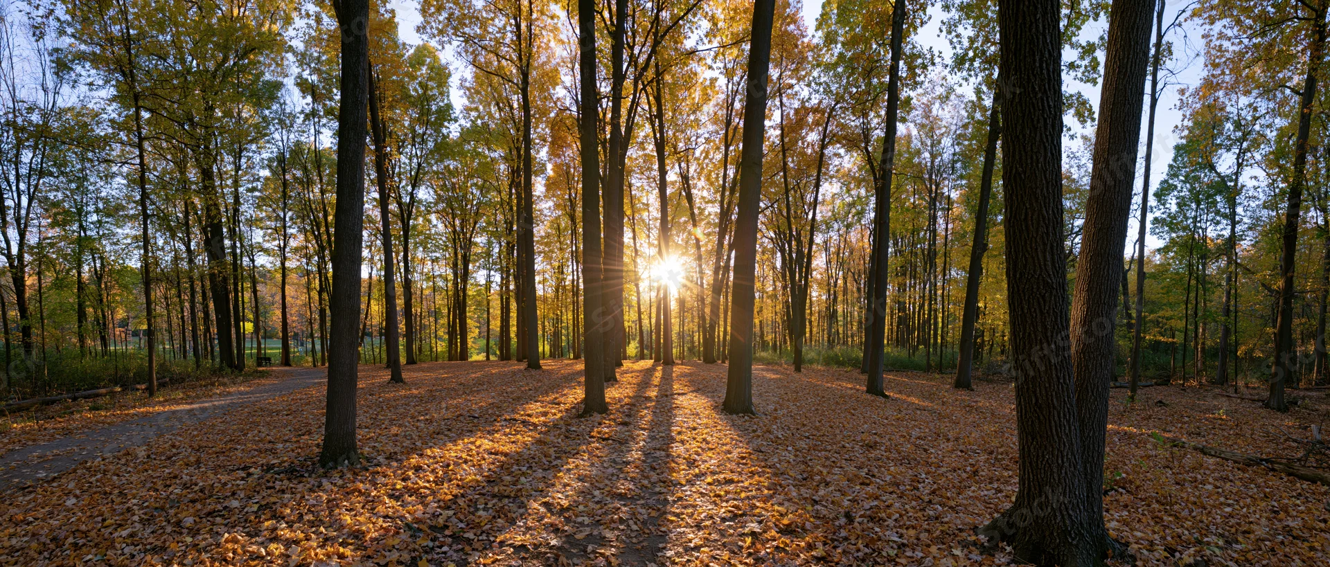 Sunlight bursting through tall trees in an autumn forest park with fallen leaves covering the ground