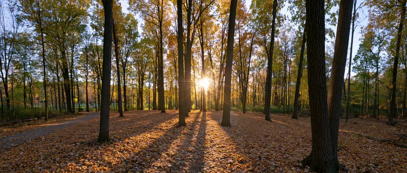 Sunlight bursting through tall trees in an autumn forest park with fallen leaves covering the ground