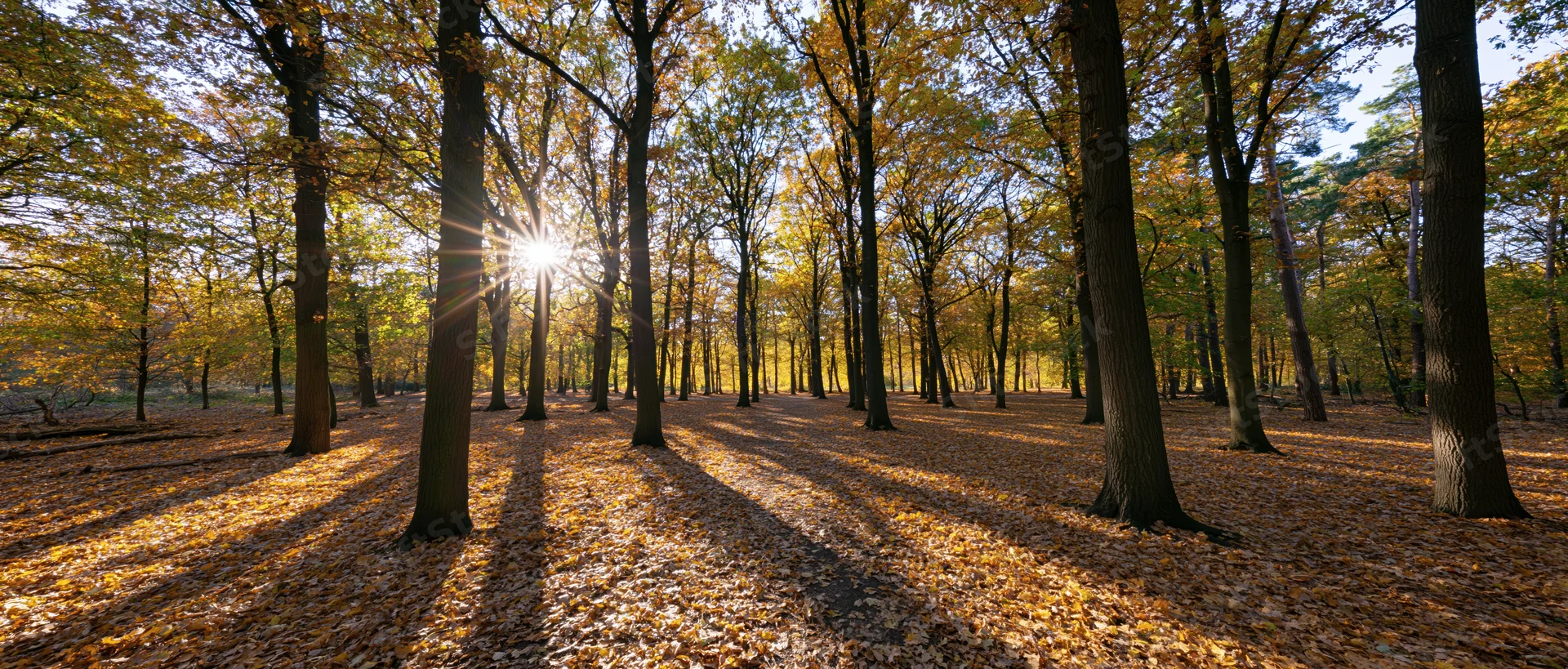 Sunlight bursting through tall deciduous trees in an autumn forest with golden leaves covering the ground