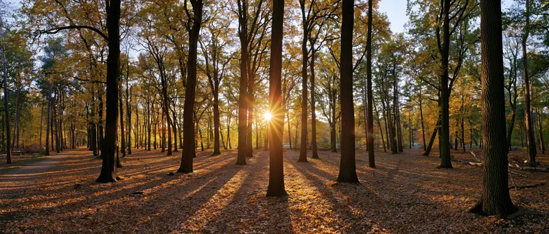 Sunlight bursting through tall deciduous trees in an autumn forest park, casting long shadows on a leaf-covered path