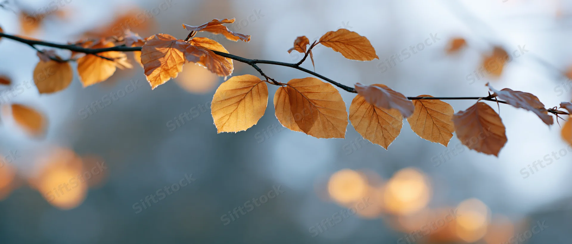 Autumn tree branch with golden-orange leaves arching across frame against soft blurred background