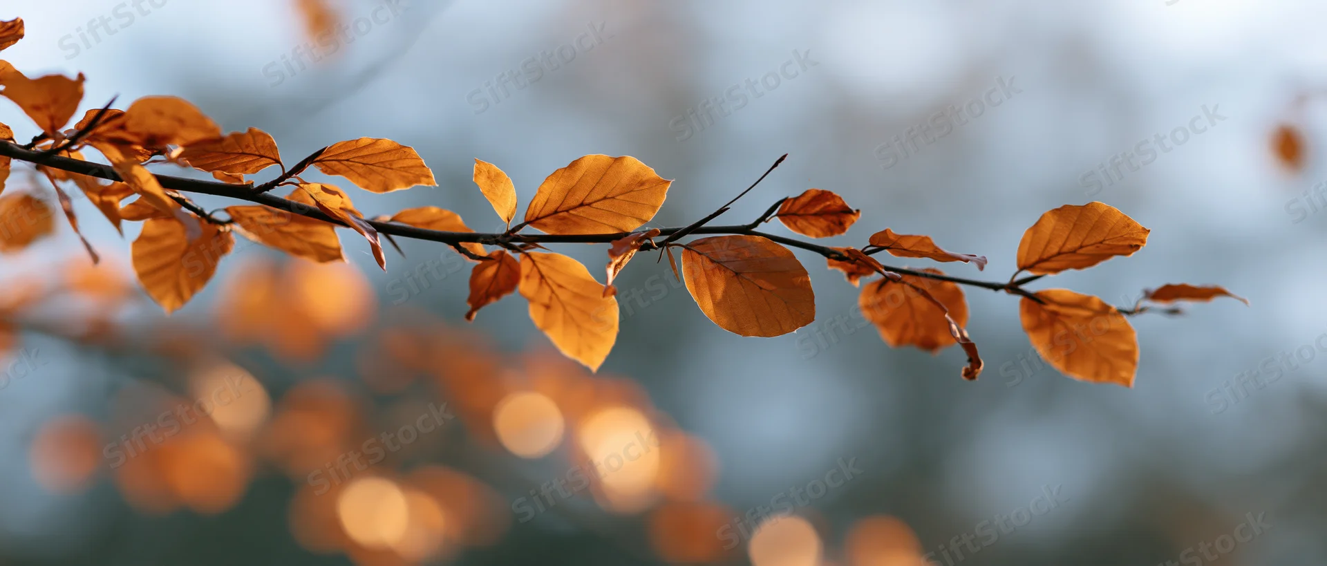 Autumn branch with golden-orange leaves arching across frame against blurred background