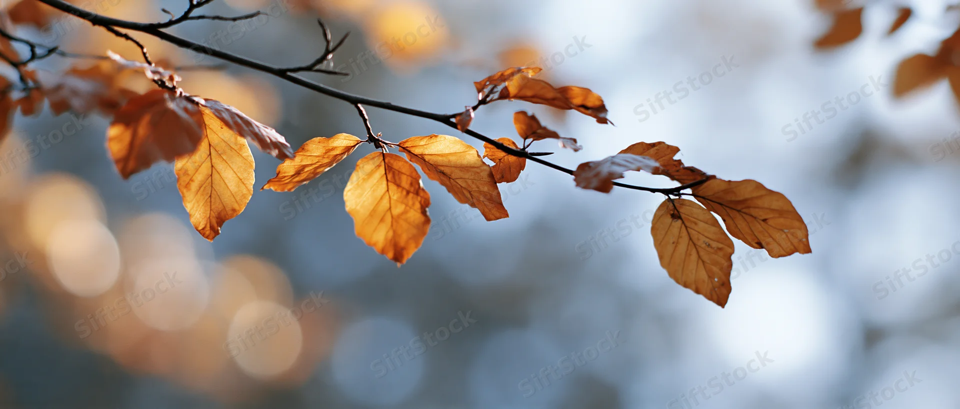 Autumn tree branch with golden-orange leaves arching across frame against blurred background