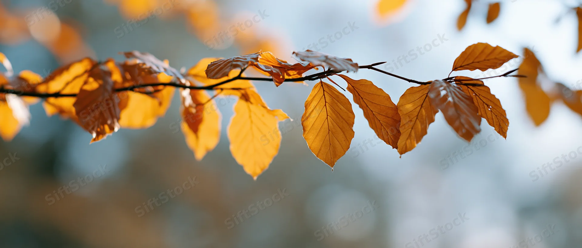 Golden-orange autumn leaves on a tree branch against a soft blurred background