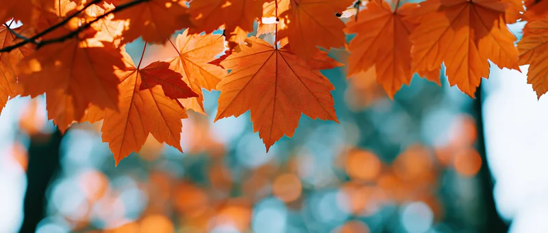 Backlit orange maple leaves hanging from branches against a blurred blue sky and bokeh background