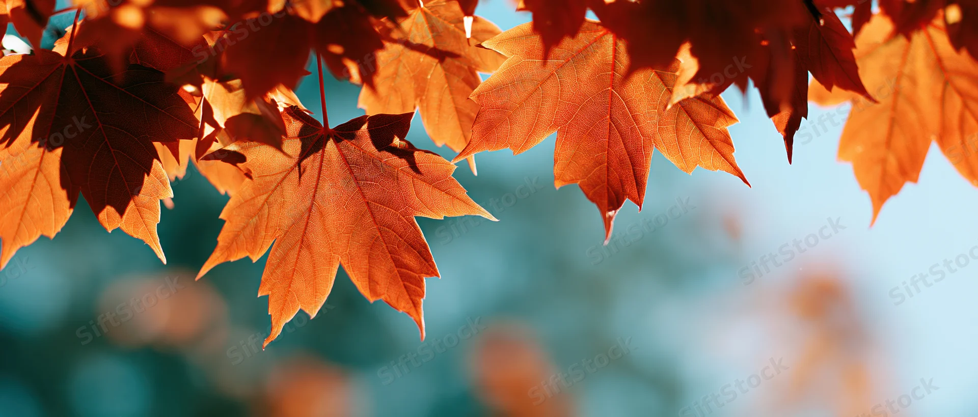 Backlit maple leaves in autumn filling the upper frame against a blurred blue sky