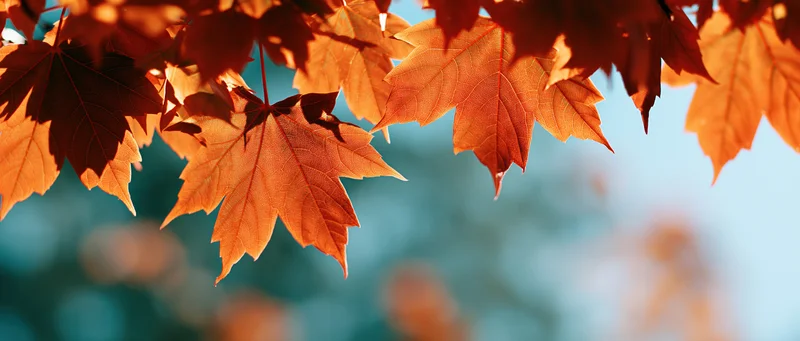 Backlit maple leaves in autumn filling the upper frame against a blurred blue sky