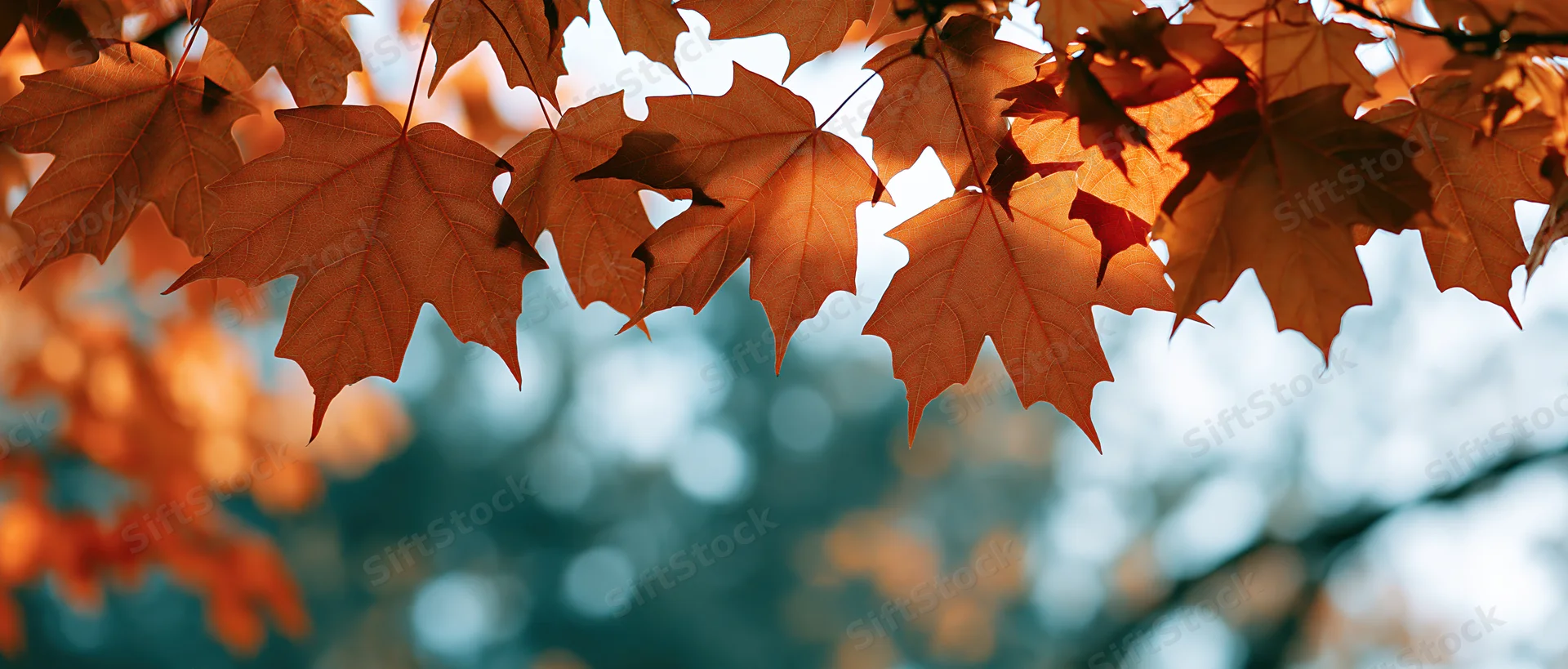 Backlit maple leaves in autumn filling the upper frame with warm light and blurred background