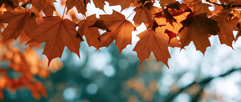 Backlit maple leaves in autumn filling the upper frame with warm light and blurred background