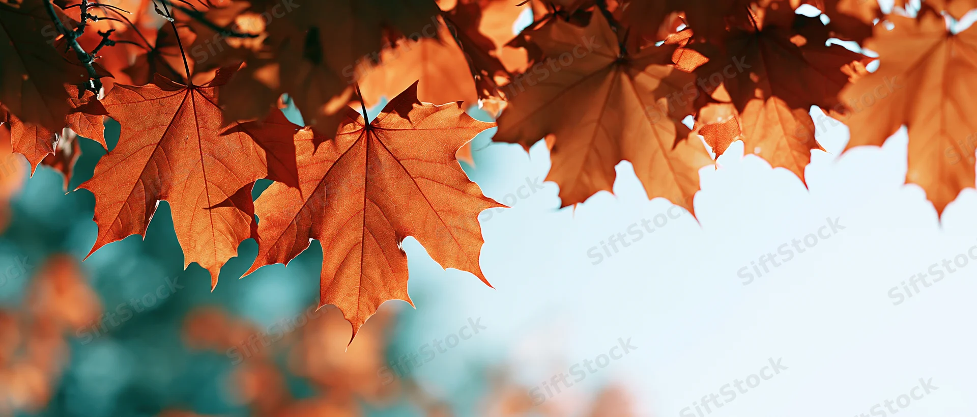 Backlit autumn maple leaves framing the sky with copyspace below
