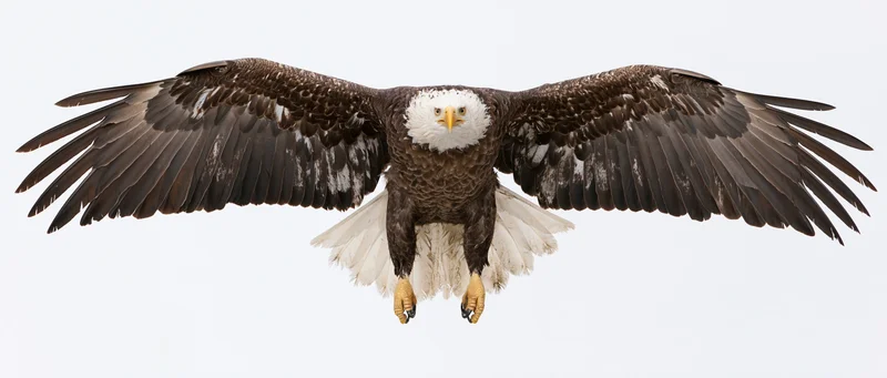 Bald eagle flying directly toward camera with wings fully spread against white background