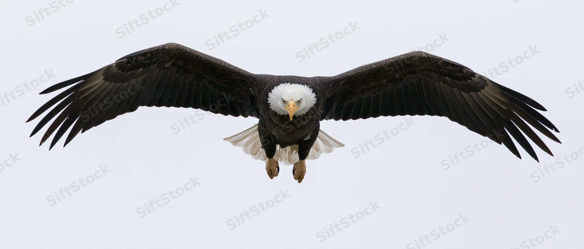 Bald eagle in full wingspan glide with talons extended against white background