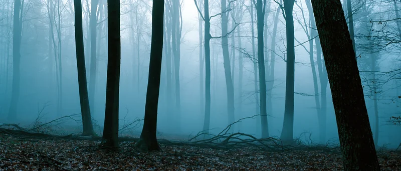 Bare trees standing in dense fog within a quiet forest at twilight