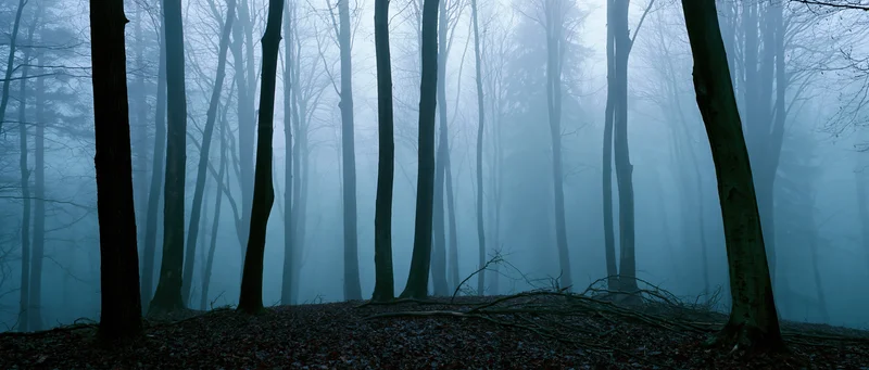 Bare trees standing in dense fog within a quiet forest at twilight