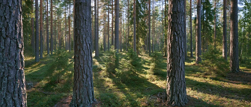 Tall straight pine and spruce trees in a sunlit boreal forest interior
