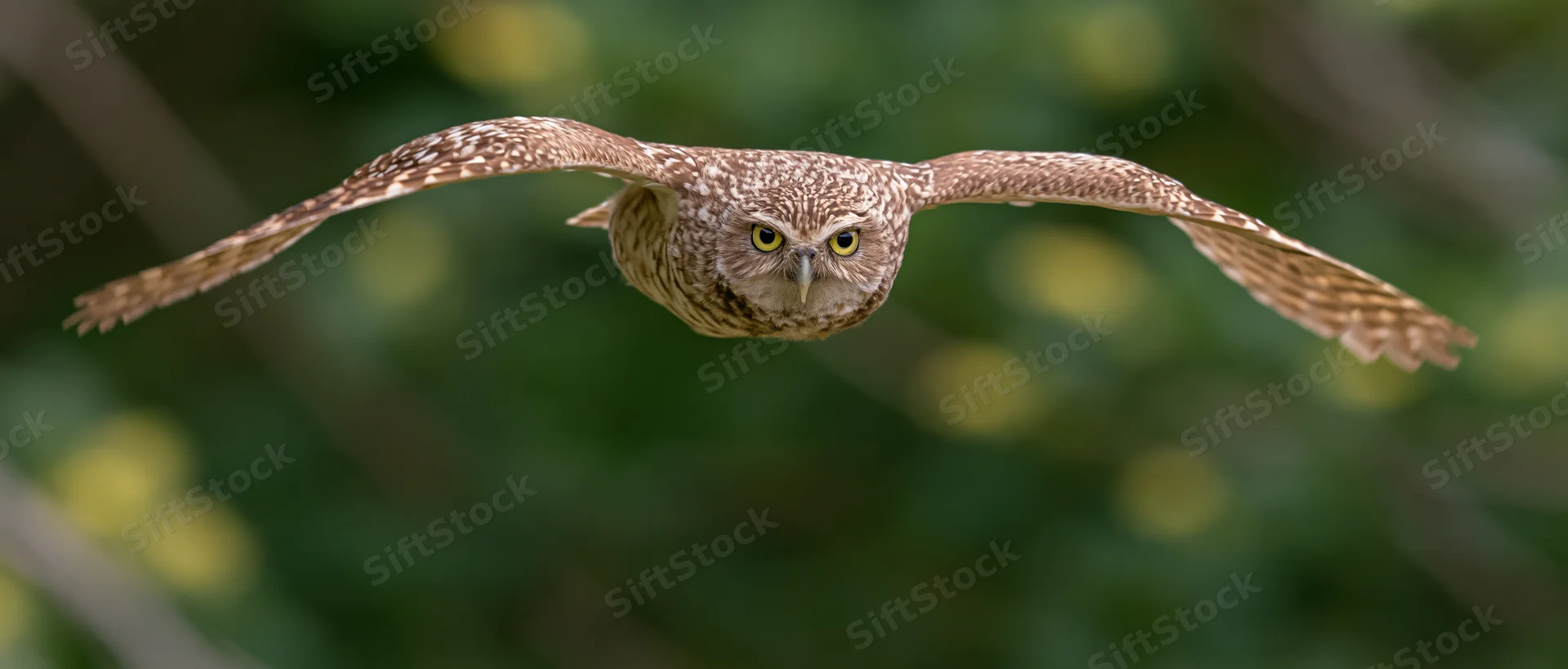 Burrowing owl in mid-flight with wings fully spread facing forward over green foliage