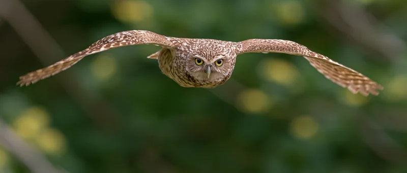 Burrowing owl in mid-flight with wings fully spread facing forward over green foliage