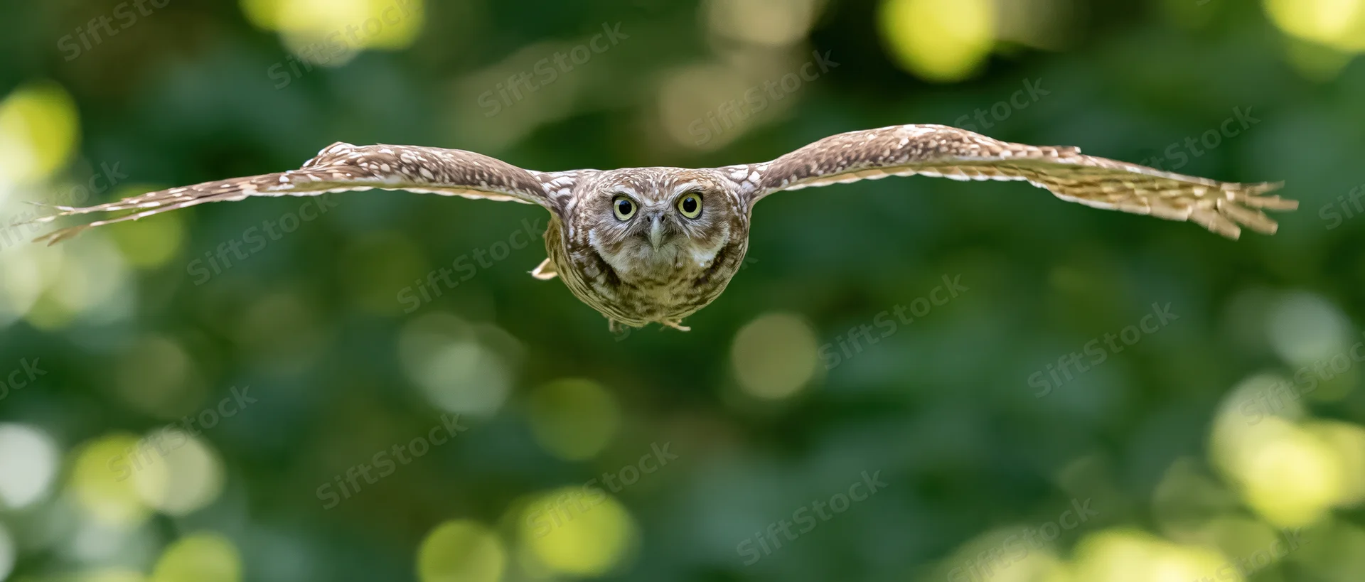 Burrowing owl in mid-flight with wings fully spread facing forward over green foliage