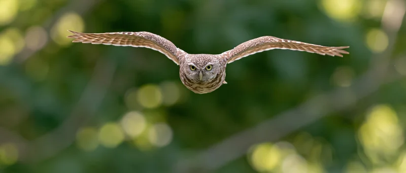 Burrowing owl in mid-flight with wings fully spread over forest canopy