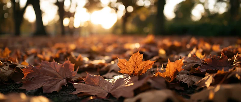 Fallen maple leaves covering park ground at sunset