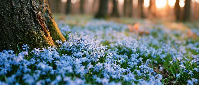 Carpet of blue scilla wildflowers blooming in a forest at sunrise, beside a moss-covered tree trunk