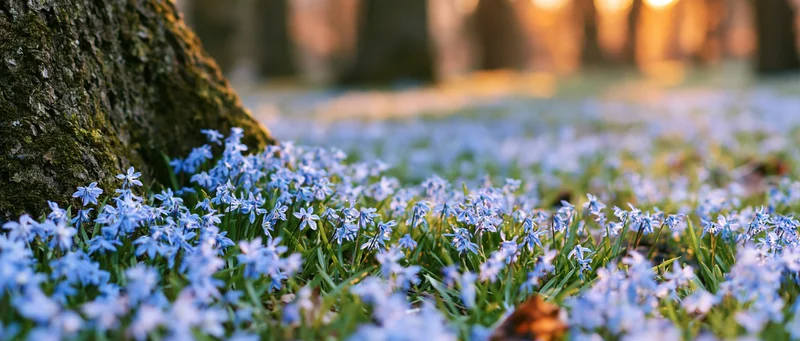 Carpet of small blue scilla wildflowers covering forest floor near tree trunk at dawn
