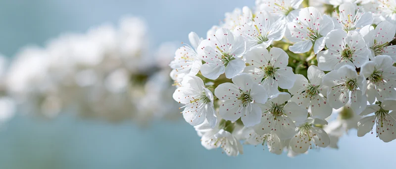 Cherry blossom branch with clusters of small white flowers in bloom against a soft blue sky