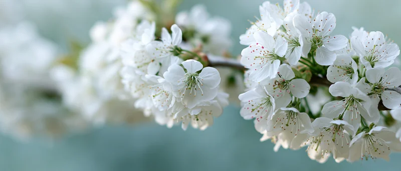 Cherry blossom branch with clusters of small white flowers in soft focus against a blurred green background