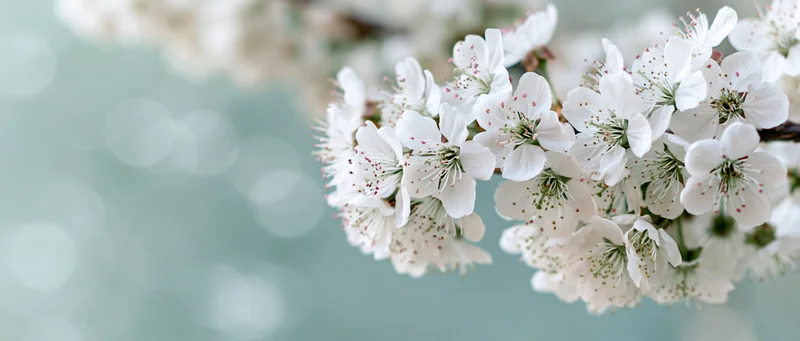 Cherry blossom branch with clusters of small white flowers in soft focus against a blurred green background